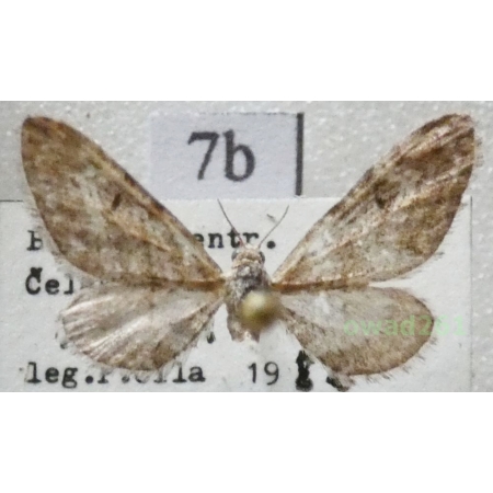 Eupithecia nanata (Hübner, 1813) Czech7b